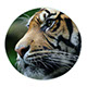 GL17b Glass Coaster GL17b Glass Coaster